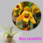 Max.variabilis　マキシラリア属．バリアビリス