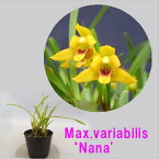 Max.variabilis’Nana'マキシラリア属．バリアビリス'ナナ'