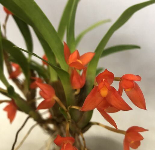 Maxillaria (coccinea ×sophronitis) マキシラリア属　（コクシネア x ソフロニティス） 朱色が美しいマキシラリア属の原種ソフロニティスに 花付きの良いコクシネアを掛け合わせた交配種。 本種は増えやすい性質のため育てやすく、比較的耐寒性にも優れています。 ソフロニティスを大きくした様な草姿で花付きはソフロニティスと比べ格段に良くなっています。 写真1は花見本です。マキシラリア属（コクシネア x ソフロニティス） 花立良く強健で初心者向き。