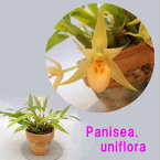 Panisea. uniflora 　パニセア属 ユニフローラ