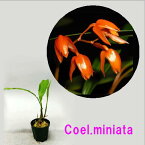 Coel.miniataセロジネ属 ミニアタ