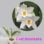 Coel.mooreanaセロジネ属 ムーレアナ