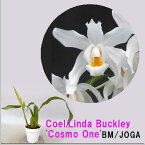 Coel.Linda Buckley'Cosmo One'BM/JOGA　セロジネ属リンダバックレイ’コスモワン’