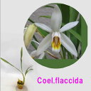 Coel.flaccida’Lucky Boy’ セロジネ属フラクシダ’ラッキーボーイ’