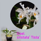 Coel. cristata’Tista'セロジネ属クリスタータ’ティスタ’