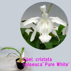 Coel.cristata fma. holoeuca’Pure White'SM/JOGAセロジネ属クリスタータ ホロレウカ ‘ピュア ホワイト’