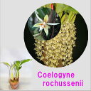 Coelogyne rochusseniiセロジネ属 ロクセニー