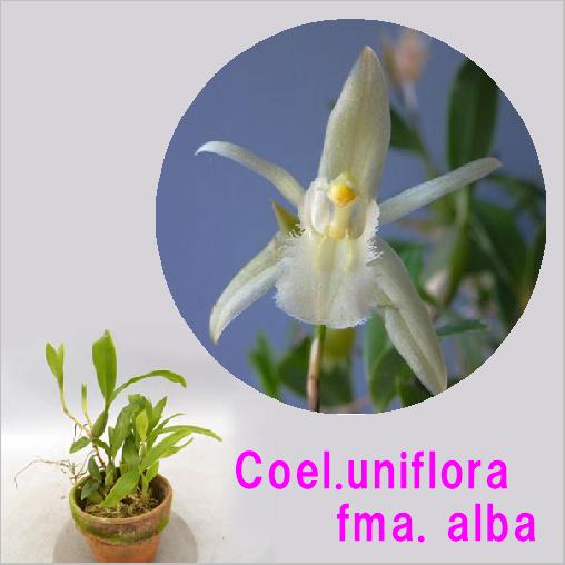 Coel.uniflora fma. alba　セロジネ属 ユニフローラ fma アルバ