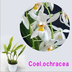 Coel.nitida　(ochracea)　セロジネ属 ニチダ