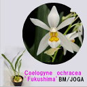 商品説明品種名 Coelogyne ochracea 'Fukushima'BM/JOGAセロジネ属オクラセア’フクシマ’&nbsp; 原産地インド、中国。開花期春鉢サイズ 2.5号鉢性質育てやすさ　★★★★☆咲きやすさ　★★★★☆耐&nbsp; 暑&nbsp; 性　 &nbsp; ★★★☆☆耐&nbsp; 寒&nbsp; 性　&nbsp; ★★★★☆（最低温度は5℃）&nbsp; （越冬適温は10℃）説明 オクラセアでは珍しい入賞花です。 （JOGAでブロンズメダルを受賞した名花。）強健かつ花付きのよい原種です。花茎は直立し数輪の白い花を咲かせます。 リップに入る黄色いブロッチは濃いオレンジの縁取りが入ってかわいらしい。 バルブは縦長の細いタマゴ型で艶が有り、密生して生えます。甘い香りがします。栽培ポイン遮光は春秋は50%、真夏は70%位。 栽培のコツは、しっかり遮光して、たっぷり水を与え、風通しをよくすることです。冬場温度が無い時は乾かし気味に管理しますが あまりからからにしない。セロジネ属オクラセア’フクシマ’。ブロンズメダル受賞の名花