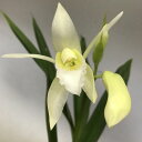 Coel.merrillii var alba セロジネ属 メリリー アルバ