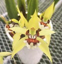 Coel.lentiginosa セロジネ属レンチギノーサ