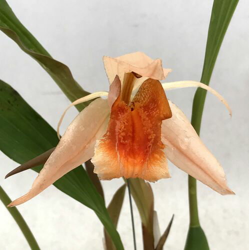 Coel.xyrekes'Lys River' X speciosa'Miyuki'セロジネ属 ジレキス’リス　リバー’X　スペシオサ’ミユキ’