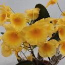 Den.lindleyi 'Ikeya'デンドロビューム属リンドレイ’イケヤ’