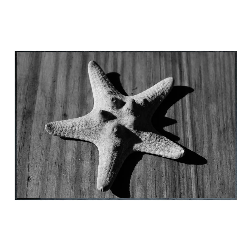 Photography Star fish ア...の紹介画像2