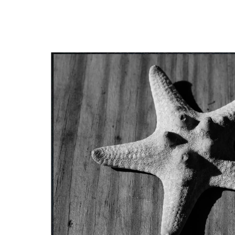 Photography Star fish ア...の紹介画像3
