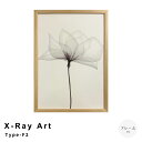 X−Ray Art Type−F2 アートポスター(フレーム付き) モダン ボタニカル 壁飾り 玄関 寝室 リビング 絵 ウォール コン...