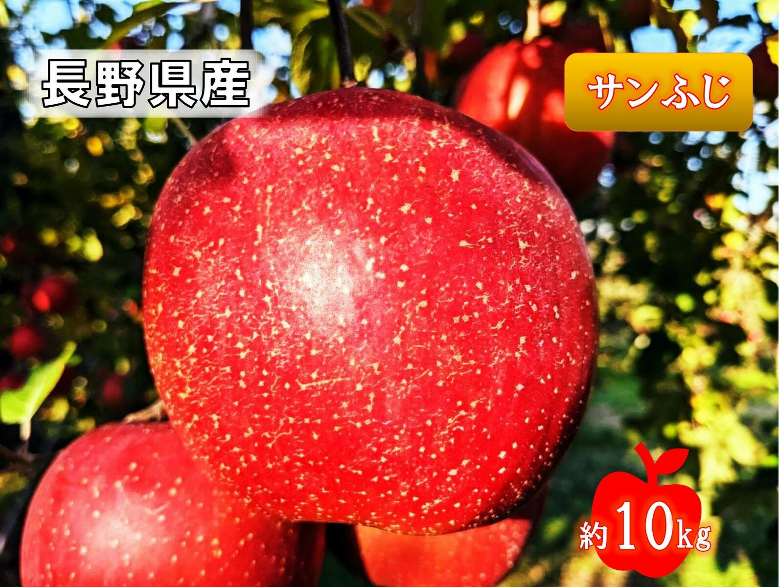 【先行予約 令和6年11月上旬発送】 信州のりんご 家庭用 サンふじ 【約10kg（32〜40玉）】秋の味覚 送料無料 産地直送 長野県産 信州 リンゴ 果物 くだもの 旬のフルーツ プレゼント お歳暮 ギフト お取り寄せ