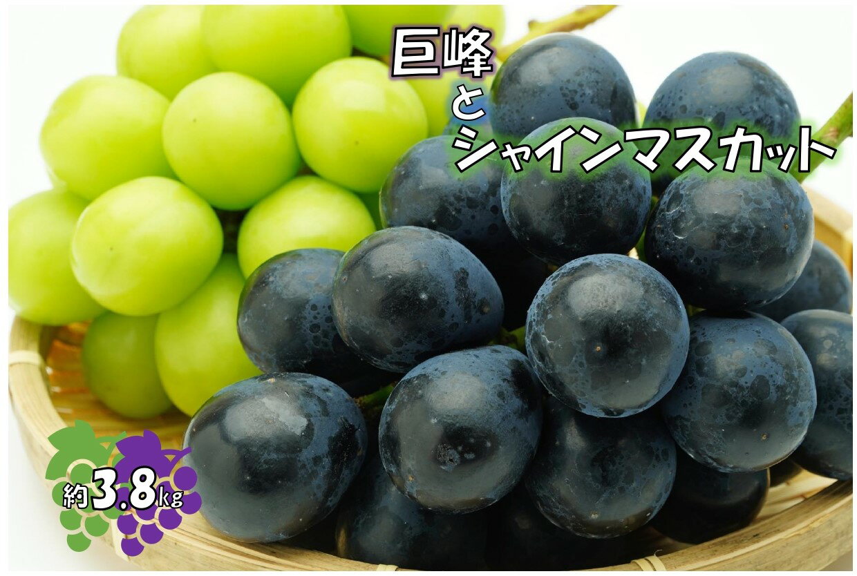 【ふるさと納税】【新鮮・産直】和歌山かつらぎ町産たねなしピオーネ約1.2kg★2024年8月下旬頃より順次発送【TM126】 | フルーツ 果物 くだもの 食品 人気 おすすめ 送料無料