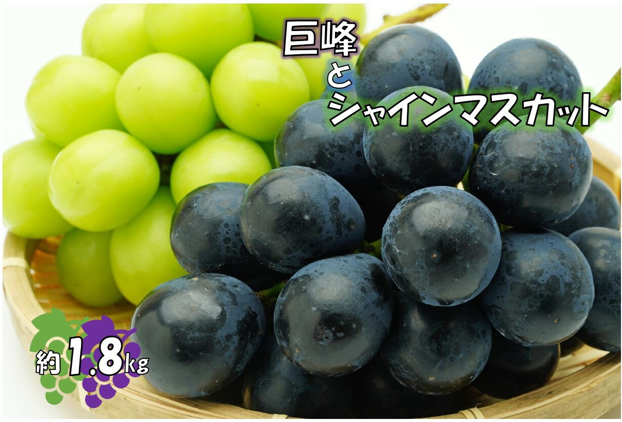 【先行予約 令和6年9月発送】 家庭用 巨峰とシャインマスカット 4〜6房 約1.8kg 秋の味覚 送料無料 産地直送 長野県産 信州 食べ比べ ぶどう ブドウ 葡萄 高級 お中元 プレゼント ギフト 果物 くだもの 旬のフルーツ お取り寄せ