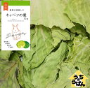 うちのらぱん 国産 キャベツ 30g うさぎ 小動物用 おやつ uchinolapin