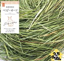 うちのらぱん 国産 乾燥ベビーオーツヘイ 30g 無農薬・無添加 うさぎ 小動物用 おやつ えさ