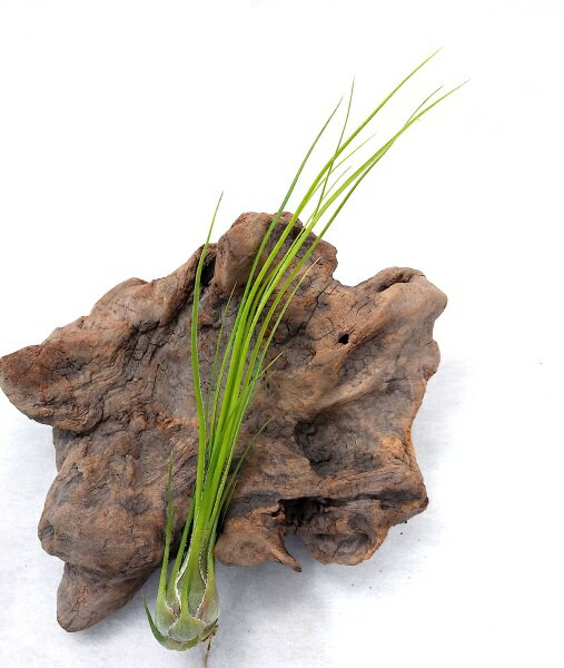 エアプランツ チランジア ディスティカ(15～20cm前後) エアープランツ