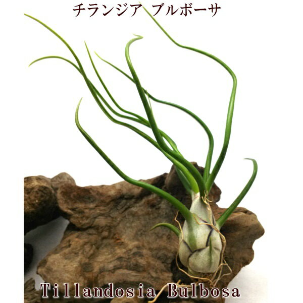 エアプランツ チランジア ブルボーサ (10cm前後) エアープランツのサムネイル