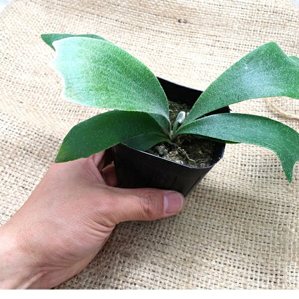 観葉植物 日陰や寒さにも強いおすすめ植物12選をご紹介 暮らし の