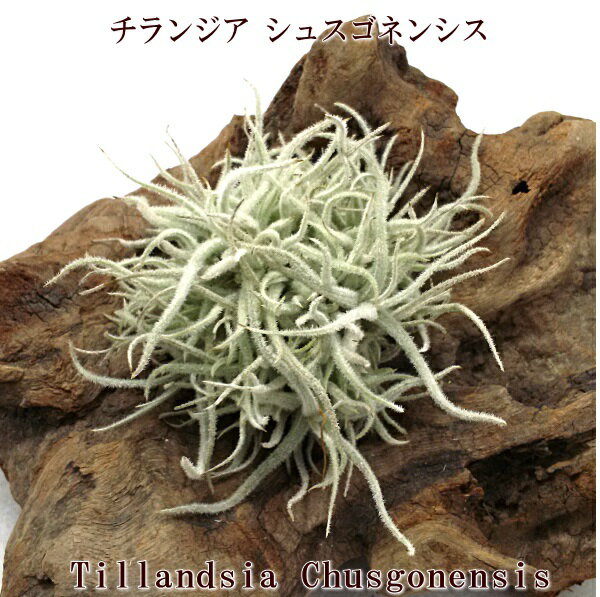 (希少)エアプランツ チランジア シュスゴネンシス クランプ(6～8cm前後)　エアープランツのサムネイル