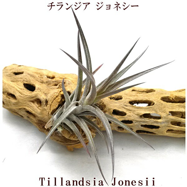 エアプランツ チランジア ジョネシー (8～10cm前後) エアープランツ