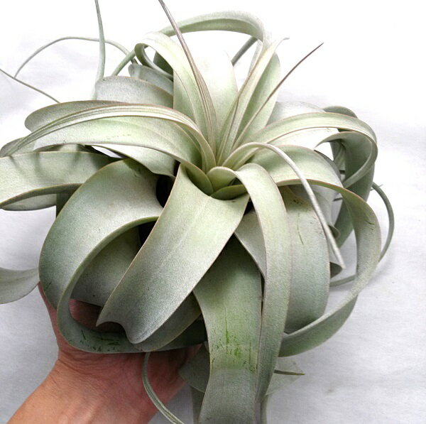ティランジア チランドシア 人気急上昇 観葉 室内 植物 種類 品種 育て方 キセログラフィカ チランジア エアプランツ 20cm前後 l 販売 エアープランツ ティランジア チランドシア 人気急上昇 観葉 室内 植物 種類 品種 育て方 キセログラフィカ チランジア エアプランツ 20cm前後 l 販売 エアープランツ