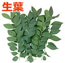 【生産者様直送】無農薬 国産 カレーリーフの葉 生葉 約30g 【メール便・クリックポスト】