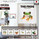 のれん アニマル カエル THE FROG アカメアマガエルと獅子舞 85cm幅 90cm丈 暖簾 タペストリー ポスター 間仕切り 目隠し