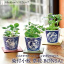 栽培キット 観葉植物 家庭菜園 染付小紋 草花BONSAI ウサギ ワイルドベリー ネコ ミント シカ クリサンセマム 全3種