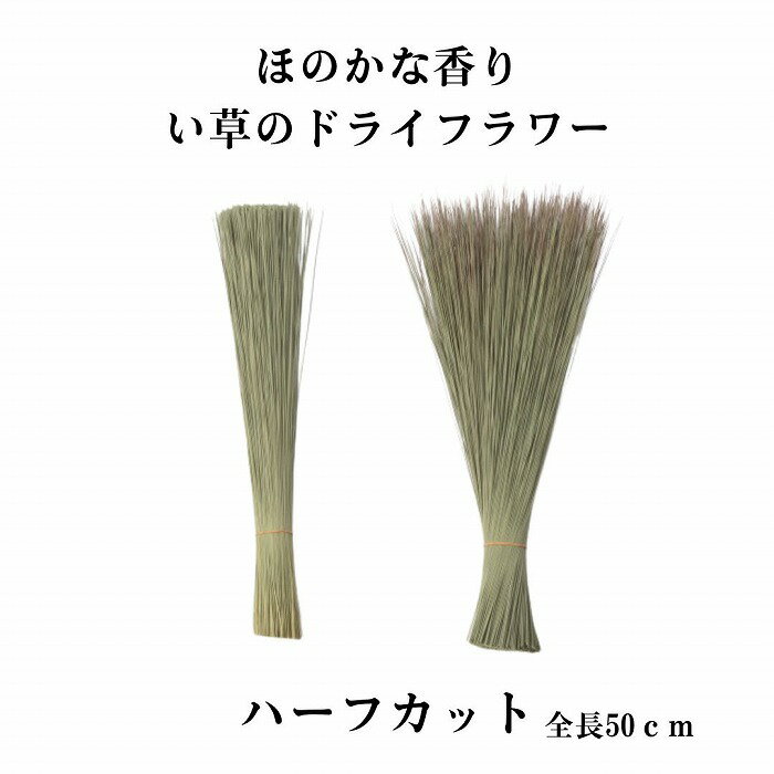 い草 ドライフラワー ハーフカット 畳の香り ほのかな香り　い草の香りは強くありません インテリア 和雑貨　和小物 …