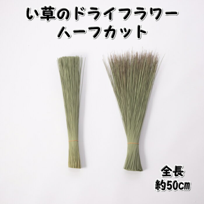 イグサのドライフラワー(ハーフカット)