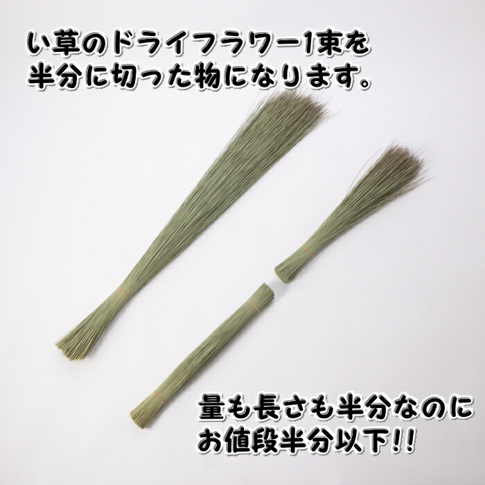 イグサのドライフラワー(ハーフカット)