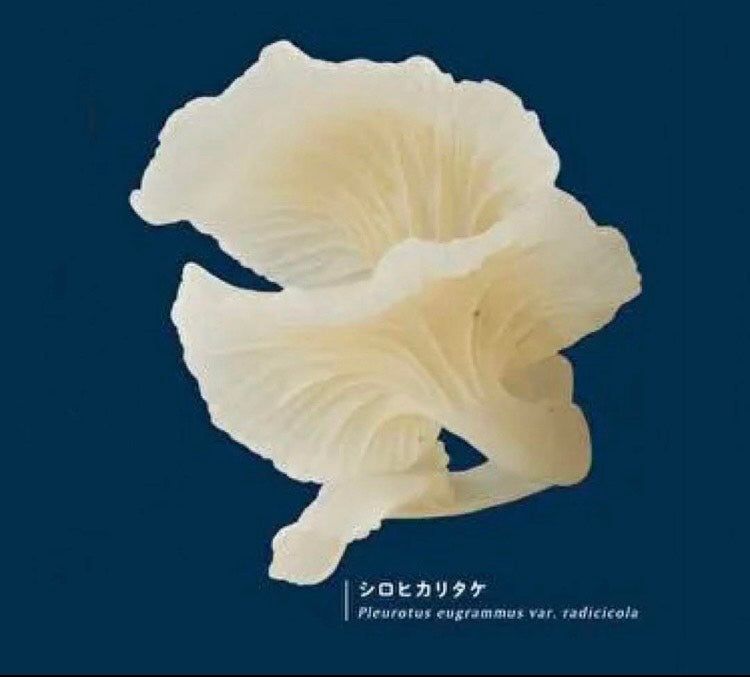 【送料無料】ネイチャーテクニカラー MONO 光るキノコのマグネット シロヒカリタケ 1種