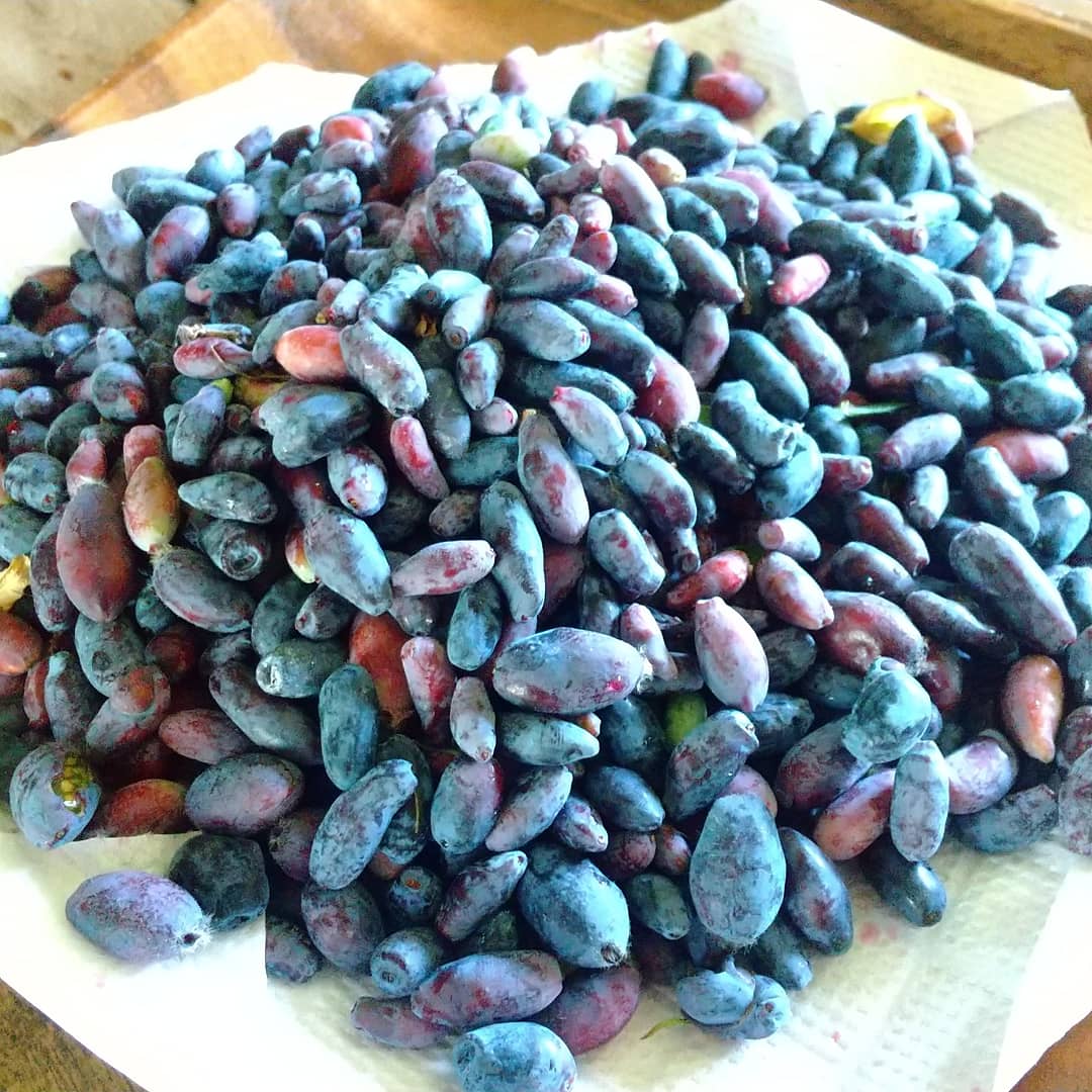 【KIMONO FRUITS】冷凍ハスカップ(カナダ産)10kg( 500g ×20) カナダ産ハスカップを、真空冷凍加工しました。