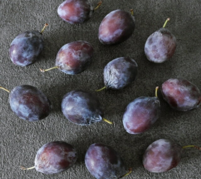 【KIMONO FRUITS】冷凍プルーン(長野産)1kg(1000g)国産冷凍プルーン