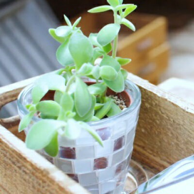 プランター 植木鉢 植木鉢入れ 植木カバー 受け皿付き 円形 3号サイズ スモール 小さな鉢 観葉植物 ガ..