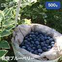 \7/26まで★最大1,000円OFF!/ 【生果実】国産 能登ブルーベリー 500g 収穫したその日にお届け(発送)!【全国送料込み】お中元・お歳暮・ギフト・父の日・母の日・子供の日・内祝い・ご贈答用に