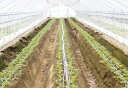 エバフロー K　長さ100m ( 園芸用品 散水用品 農業用 農業資材 農業用品 灌水チューブ チューブ 潅水 潅水チューブ …