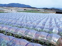 農ポリ 厚さ0.03mm×幅210cm×長さ100m(耐候性 雑草防止 雑草抑制 農業用 家庭菜園 園芸グッズ ガーデニング 農芸用 園芸用品 農業資材 農業用...