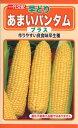 トウモロコシの種 F1 早どり あまいバンタム プラス 20ml 品番3350 種子 たね