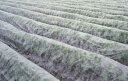 パスライト 長さ200m×幅180cm (保温シート 保温 シート 家庭菜園 農業 農業用 資材 農業用資材 農作業 農業資材 園芸 園芸用 園芸用品 園芸グッ...