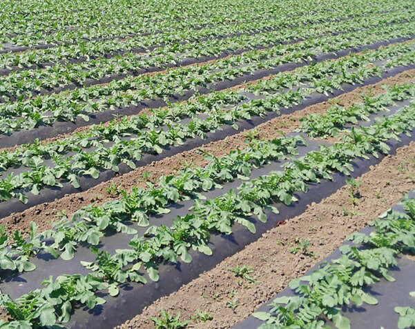 キエ丸 黒 厚さ0.018mm×幅95cm×長さ200m ( キエまる )