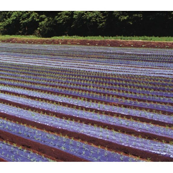 黒ホールマルチ 幅95cm×長さ200m×孔60mm 規格9227 6本セット(マルチ シート 雑草 ...