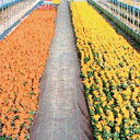 JP(防草)シート 白黒 長さ100m×幅50cm 厚さ 約0.5mm(防草シート 雑草防止シート 雑草シート 庭 雑草対策 農業資材 農業用品 道具 ガーデニ...
